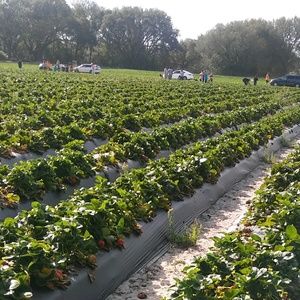 Meet your Posher, Adamari